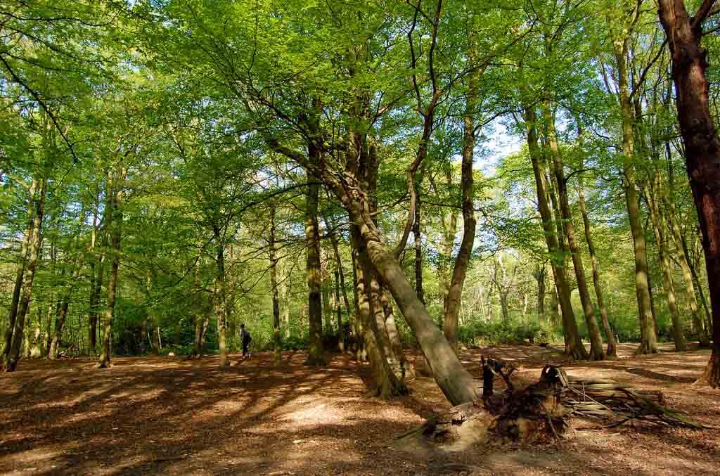 The Deer  Park  of the Bishops of London in Highgate