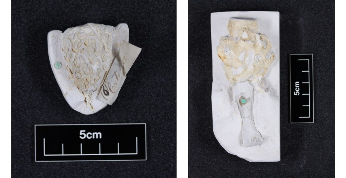 Joshua Toulmin Smith Specimens